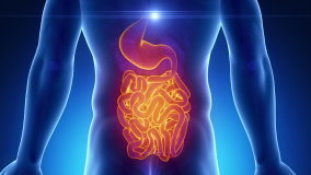 Male GUTS medical scan anatomy